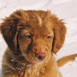 Gallery of Toller Puppies
