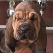 bloodhound puppy with long ears.jpg
