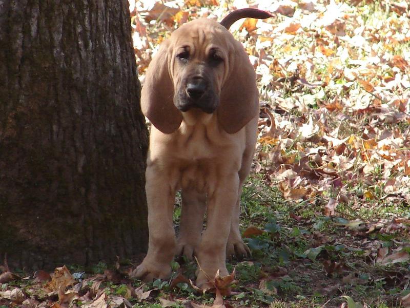 picture of bloodhound pup.jpg
