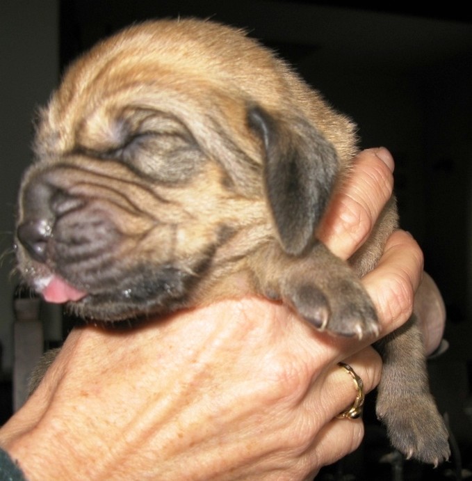 very young Bloodhound puppy images.jpg
