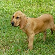 a beautiful bloodhound puppy image.jpg
