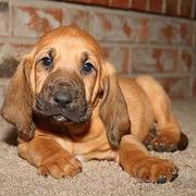 Bloodhound pup picture in tan with long big ears.jpg
