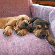 Bloodhound puppies picture in tan and brown.jpg
