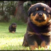 rottweilers puppies picture.jpg
