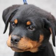 Rottweiler Puppy Pictures Gallery
