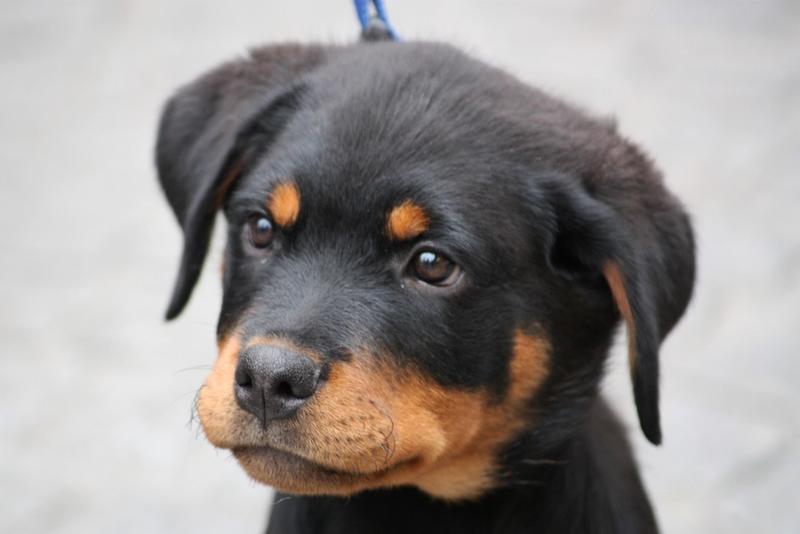cute rottweiler puppy face image.jpg
