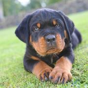 Rottweiler puppy photo on the grass.jpg
