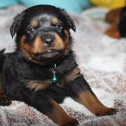 cute small rottweiler dog puppy image.jpg
