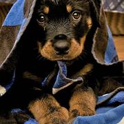 image of rottweiler pup under the towl.jpg
