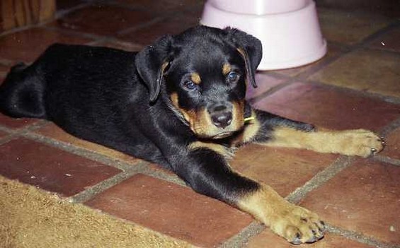picture of rotweiler puppy dog looking so cute and sweet.jpg
