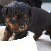 Small rottweiler pup standing in the food bowl.jpg
