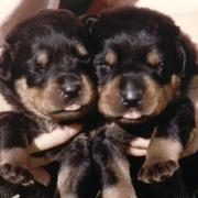 two young Rottweiler puppies.jpg
