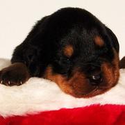 young rottweiler puppy in christmas hat.jpg

