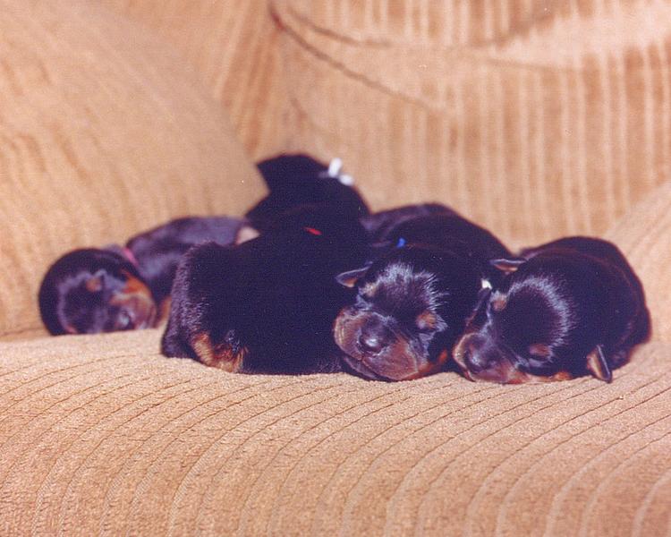 cute rottweiler breeders pictures.jpg
