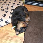 funny sleepy rottweiler pup image.jpg
