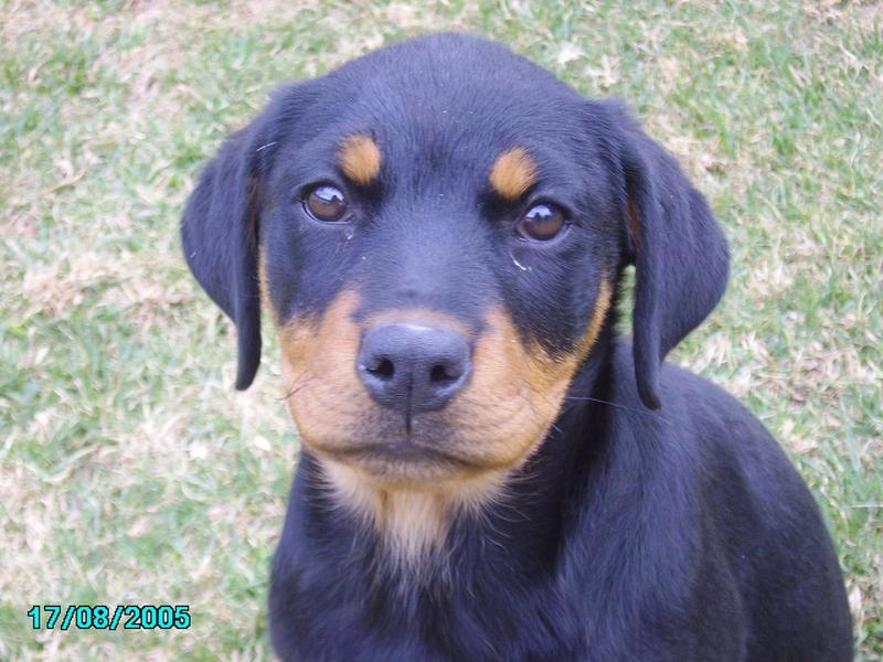looking sad and serious rottweiller puppy image.jpg
