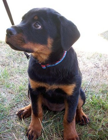 pictures of beautiful rottweiler pup.jpg
