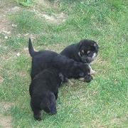 Rottweiler puppies playing in the back yard.jpg
