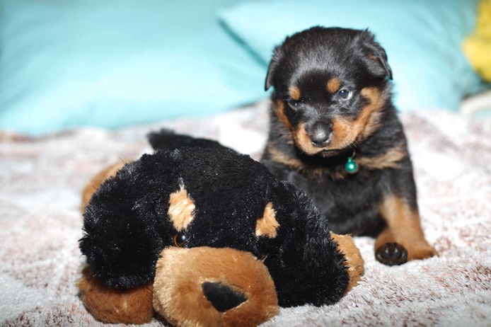 small rottweiler puppy with its big dog toy.jpg
