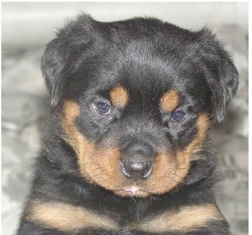 very cute rottweiler pup image.jpg
