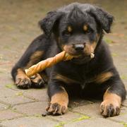 cute rottweiler puppy chewing on its treat.jpg

