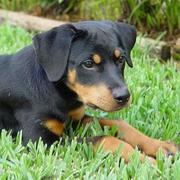 pretty dog picture of a rottweiler pup.jpg
