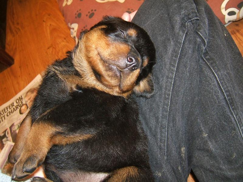 picture of a cute rottweiler puppy sleeping on its owner's lape.jpg
