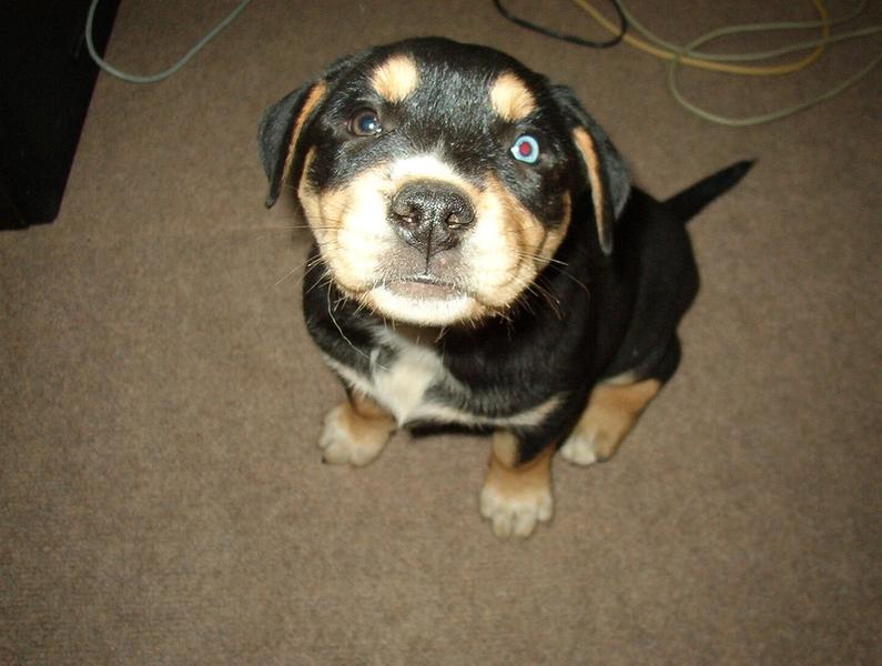 rottweiler puppy looking up to the camera.jpg

