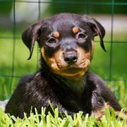 a small rottweiler mix puppy photo.jpg
