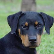 photo of a beautiful Rottweiler puppy.jpg
