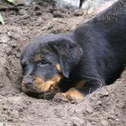 picture of a rottweiler puppy dicking a big hole.jpg
