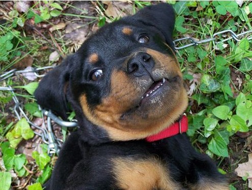 funny rottweiler pup pictures.jpg
