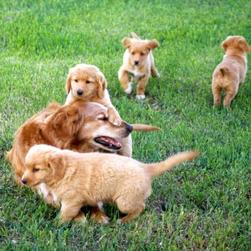 toller puppies with their mom.jpg
