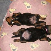 two newborn rottweiler puppies sleeping on their backs looking so adorable and funny.jpg
