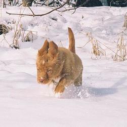 toller puppy runing in snow.jpg
