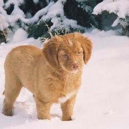 toller puppy standing on the snow.jpg
