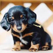 Black and tan Dachshund winnie puppy picture.JPG
