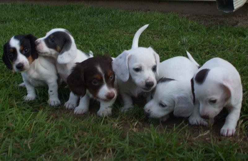 a big group of dachshunds puppies in white with dark spots picture.JPG
