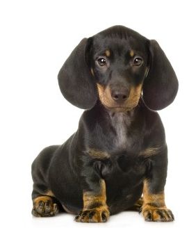 Black and tan beautiful dachshund puppy with very big ears looking straight to the camera.JPG
