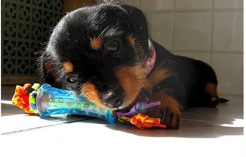 Black and tan Dachshund puppy with its colorful toy and looking at the camera.JPG
