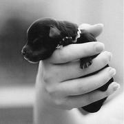 black newborn puppy dachshund dog eyes still closed.JPG
