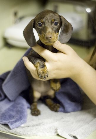 chocolate dachshund puppy picture.JPG
