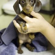 chocolate dachshund puppy picture.JPG

