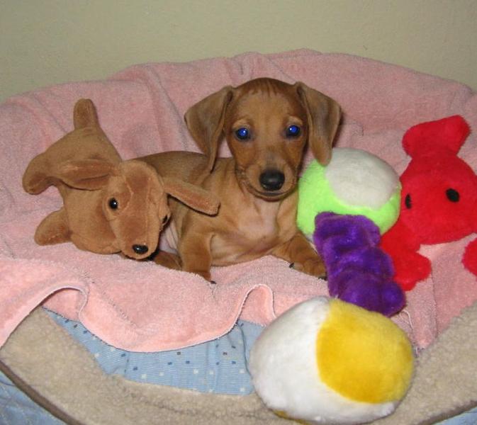 dachshund puppy with all its colorful toys photo.JPG
