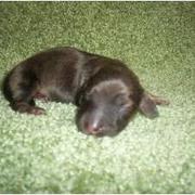 English Cream miniature Dachshund puppy in deep sleep.JPG

