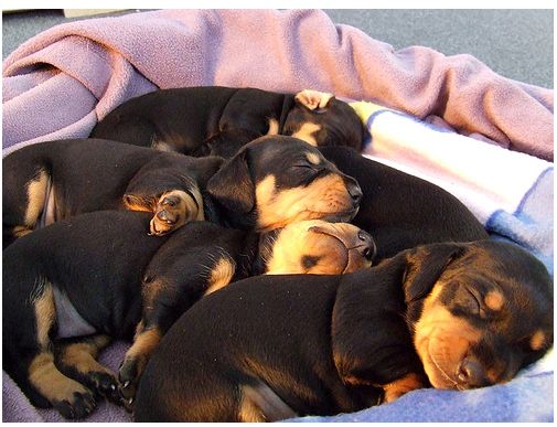 image of dachshund puppies breeders sleeping in deep sleep looking lovely.JPG

