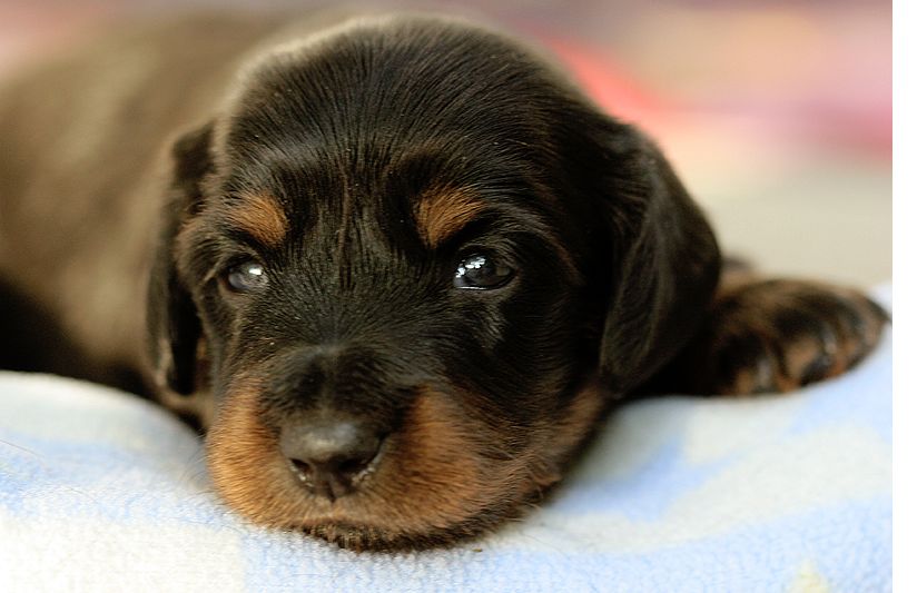 image of Dachshund puppy face in black and tan looking at the camera.JPG
