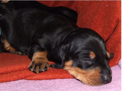 image of sleepy puppy dachshund dog in black and tan.JPG
