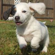 Long hair dachshund puppy in white and dark spots running on the grass and its earing flying in the air.JPG

