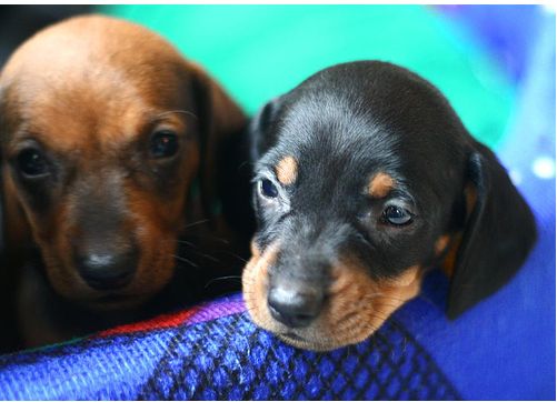 miniature dachshund puppies with two different colors.JPG
